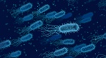 Wastewater Microlife, Microscopy and Troubleshooting (Verona)